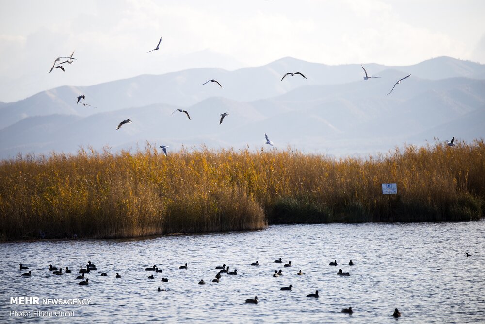 سرشماری زمستانه پرندگان مهاجر در کردستان آغاز شد