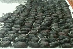 کشف ۱۶۰ قطعه پرنده چنگر شکارشده در فریدونکنار
