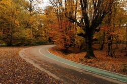Beautiful sceneries of late autumn in Alangdareh Forest Park