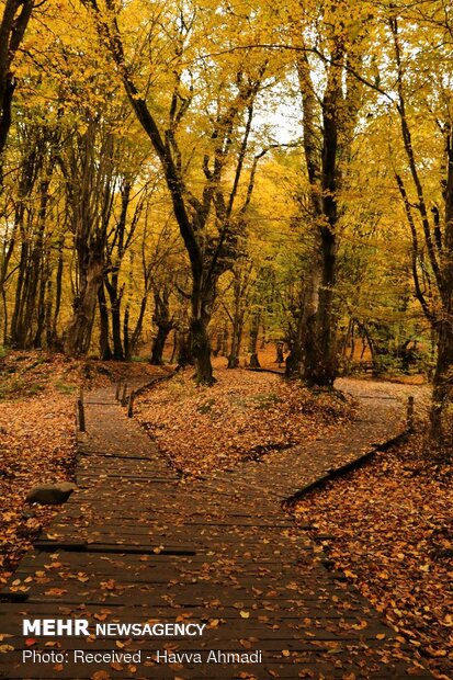 Beautiful sceneries of late autumn in Alangdareh Forest Park
