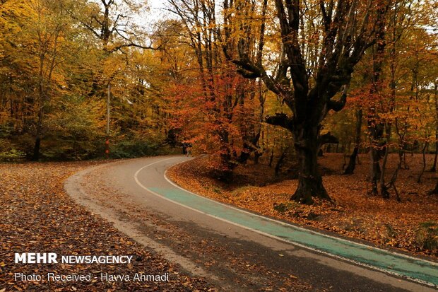 Beautiful sceneries of late autumn in Alangdareh Forest Park
