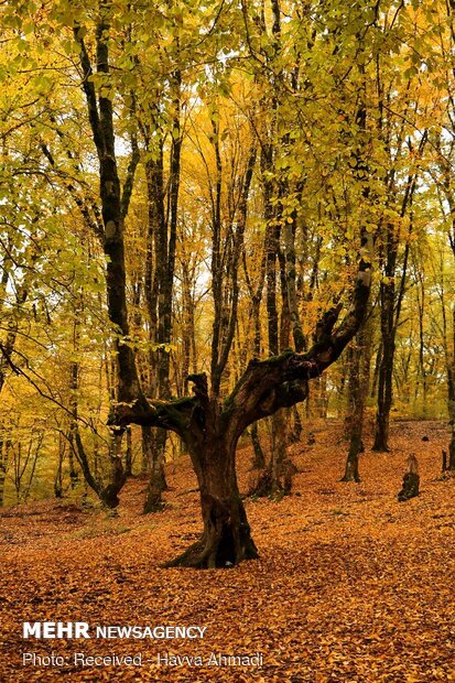 Beautiful sceneries of late autumn in Alangdareh Forest Park
