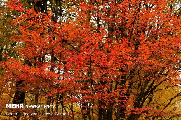 Beautiful sceneries of late autumn in Alangdareh Forest Park
