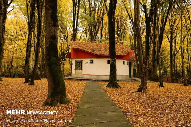 Beautiful sceneries of late autumn in Alangdareh Forest Park
