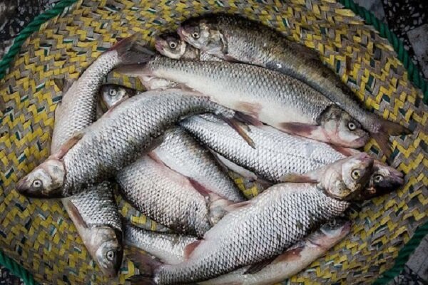 قیمت انواع ماهی امروز سه‌شنبه چهاردهم تیرماه ۱۴۰۱