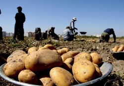 افزایش ۳ برابری صادرات سیب‌زمینی از اردبیل/توزیع در قالب «روستا بازار» برای عرضه بیشتر