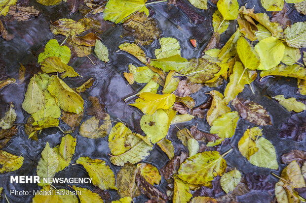 Autumn beauties in Qom
