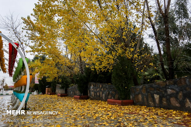 Autumn beauties in Qom
