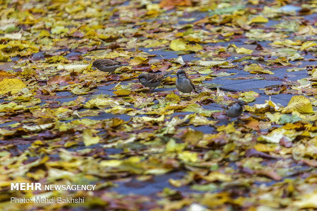 Autumn beauties in Qom
