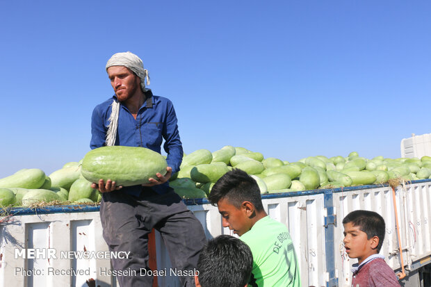  Harvesting watermelon from Hasht Bandi agricultural farms