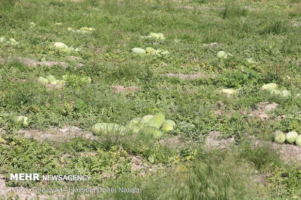  Harvesting watermelon from Hasht Bandi agricultural farms