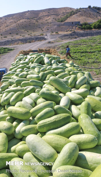  Harvesting watermelon from Hasht Bandi agricultural farms