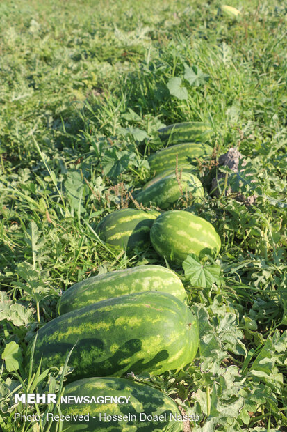  Harvesting watermelon from Hasht Bandi agricultural farms