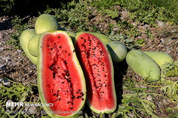  Harvesting watermelon from Hasht Bandi agricultural farms