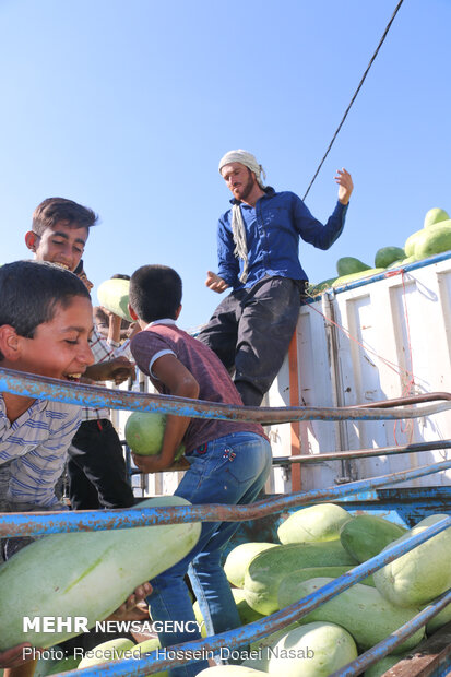  Harvesting watermelon from Hasht Bandi agricultural farms