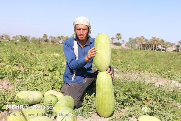  Harvesting watermelon from Hasht Bandi agricultural farms