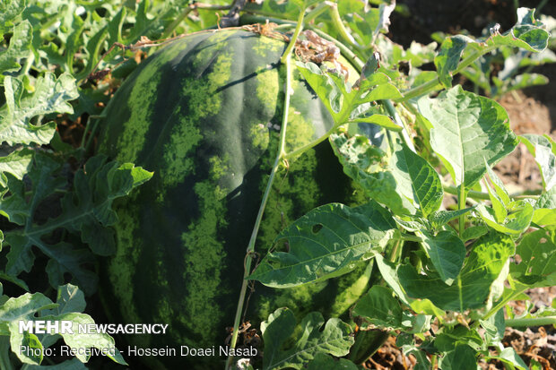  Harvesting watermelon from Hasht Bandi agricultural farms