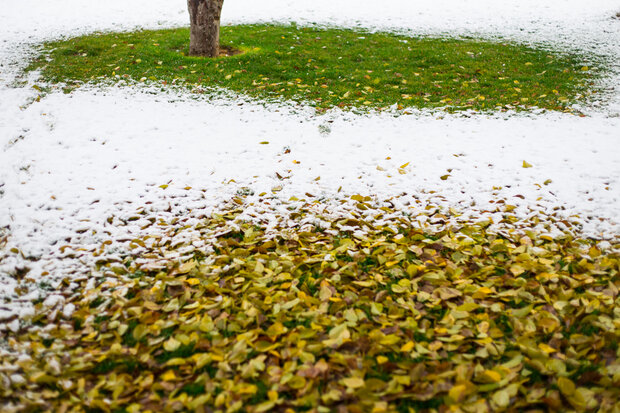 Autumn snow whitens Qazvin
