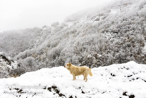 VIDEO: Breathtaking scenery of winter snow in Masuleh