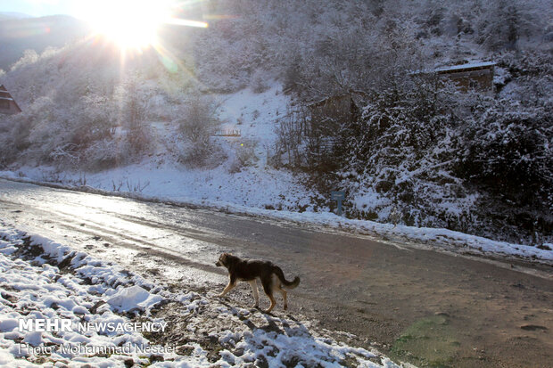 Autumn snow whitens Ziarat village in North Iran