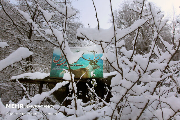 Autumn snow whitens Ziarat village in North Iran