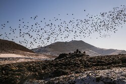 بحران پسماند در بجنورد؛ روایتی از یک فاجعه خاموش زیست‌محیطی