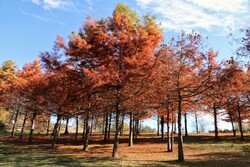 Beautiful sceneries of late autumn in Savadkuh