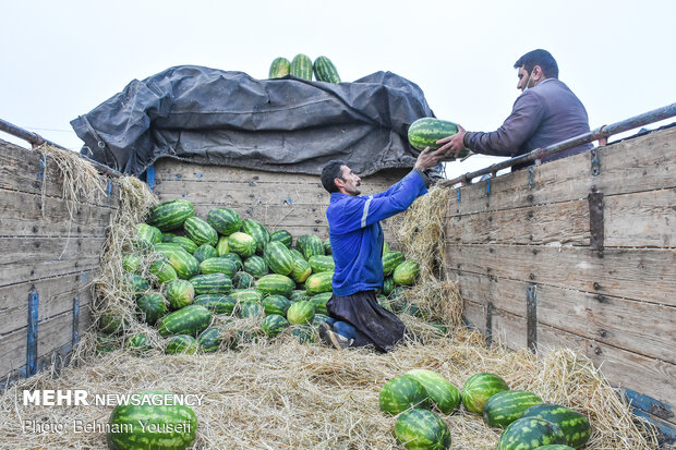 بازار گران و کم رونق میوه شب یلدا