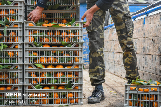 بازار گران و کم رونق میوه شب یلدا