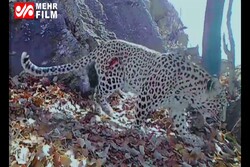 VIDEO: Persian leopards, boar observed in Dena National Park