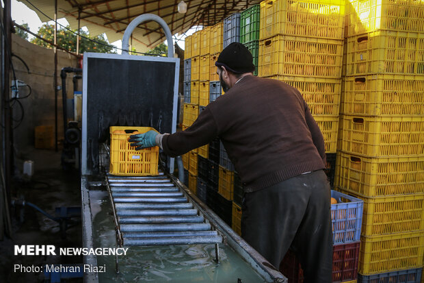 Citrus fruit sorting in Mazandaran
