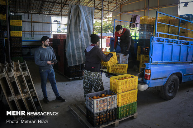 Citrus fruit sorting in Mazandaran
