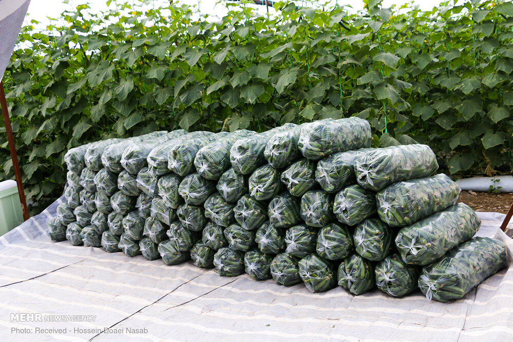 توسعه گلخانه ها ضرورتی در فصل خشکسالی/اقتصاد گلستان بی ثبات است