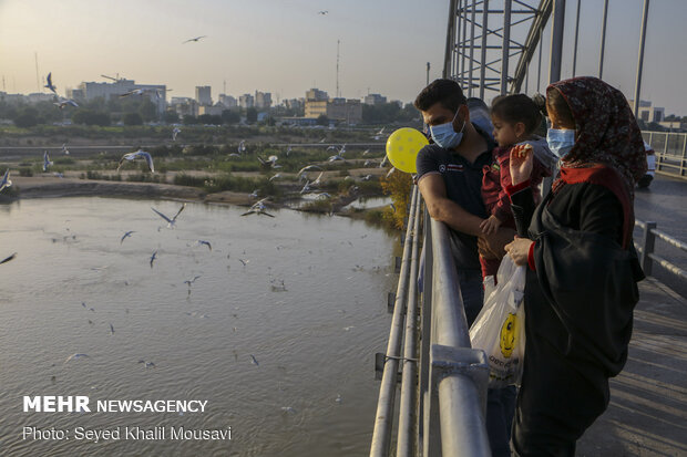 پذیرایی اهوازی ها از مرغ های ماهی خوار