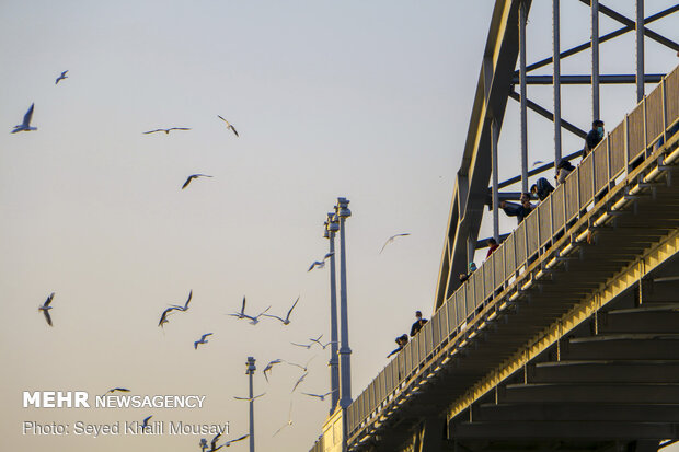 پذیرایی اهوازی ها از مرغ های ماهی خوار