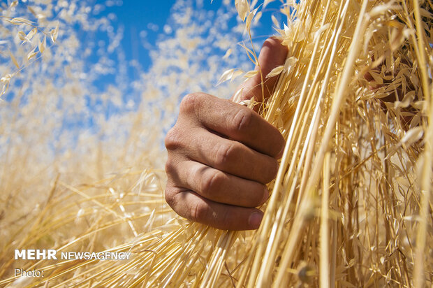 سامانه گرمسیری ۹۰ هزار تن به تولیدات کشاورزی ایلام اضافه می کند