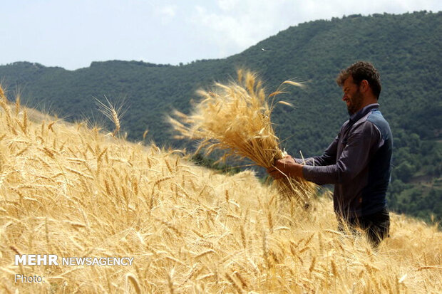 ضعف استان اردبیل در دانش ژنتیک و صنایع تبدیلی