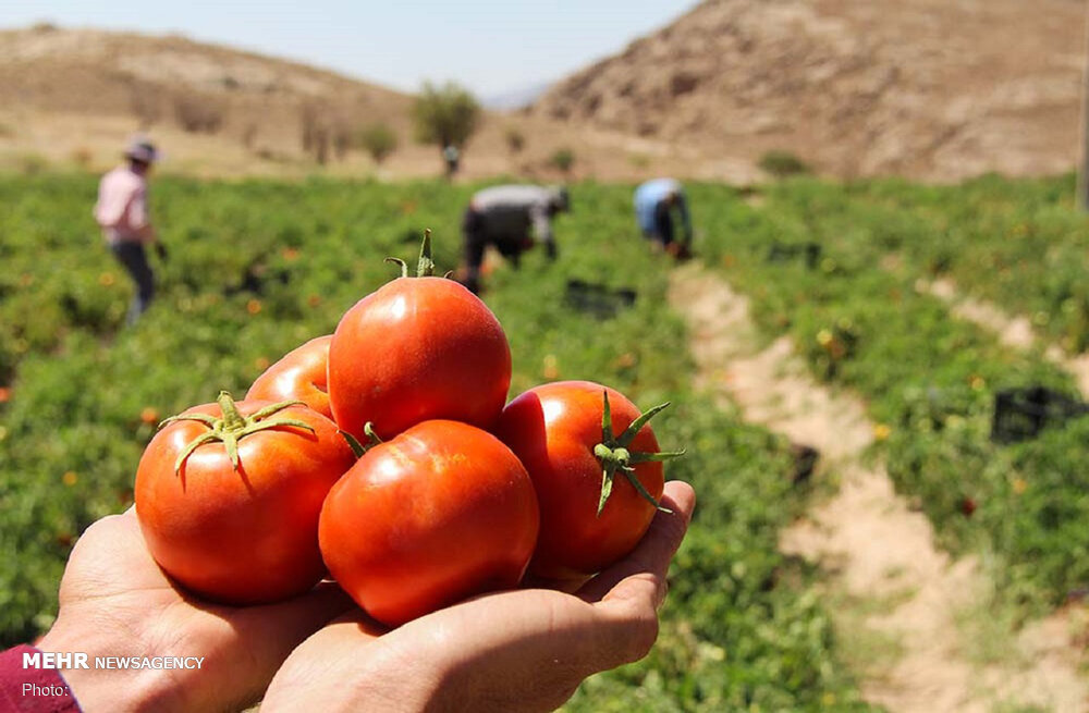 اردبیل در معرض جدی خرد شدن اراضی کشاورزی