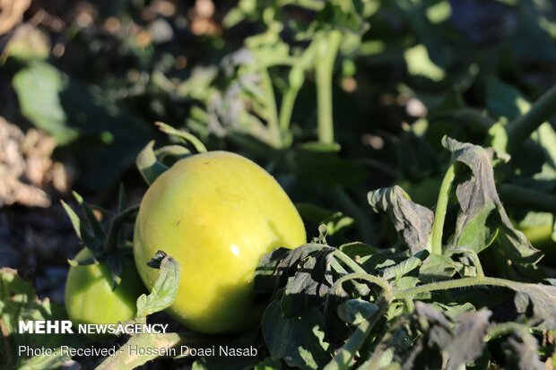 سرمازدگی مزارع کشاورزی در هشتبندی هرمزگان