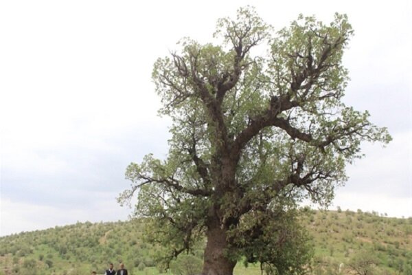 ثبت ملی ۶ اثر طبیعی در لرستان