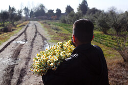 ناز نرگس خراسان‌جنوبی در فصل گل دهی/سود فروش به جیب دلال می رود