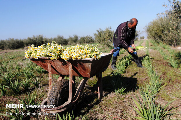 مزرعه گل نرگس در گلستان