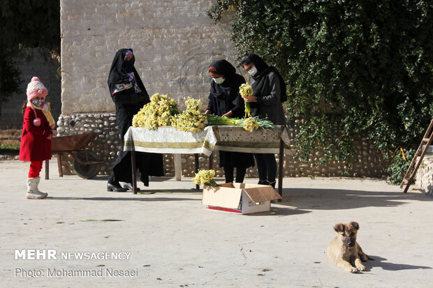 مزرعه گل نرگس در گلستان