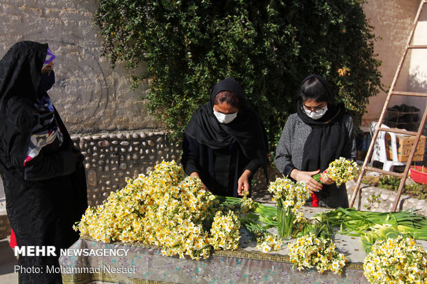 مزرعه گل نرگس در گلستان