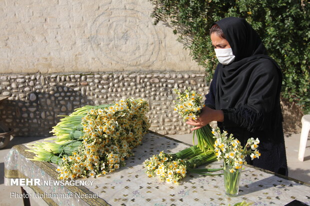 مزرعه گل نرگس در گلستان