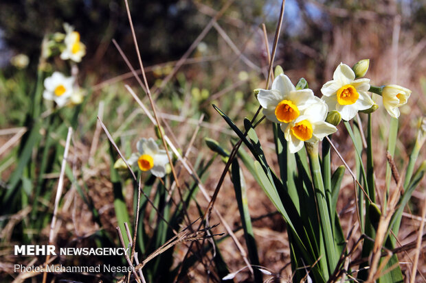 Daffodil harvest in Golestan province
