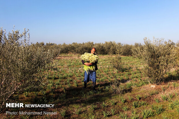 Daffodil harvest in Golestan province
