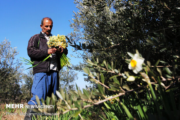 Daffodil harvest in Golestan province
