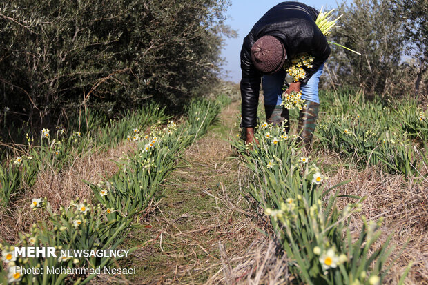 Daffodil harvest in Golestan province
