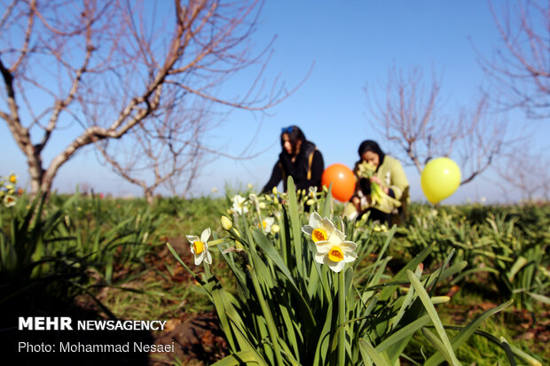 Daffodil harvest in Golestan province
